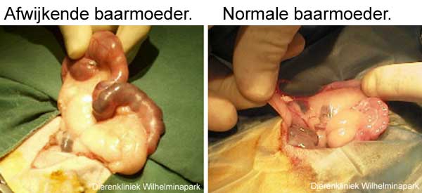 Een baarmoedertumor bij het konijn en een gewone gezonde baarmoeder